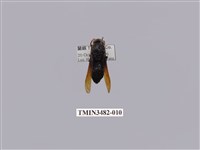 漆黑原喙蜾蠃藏品圖，第1張
